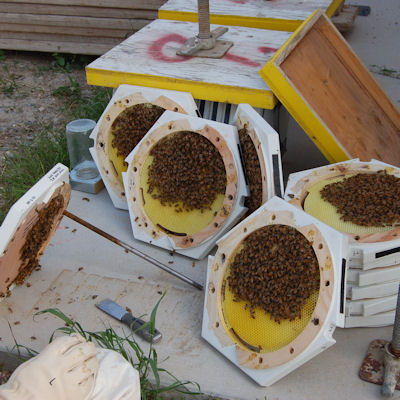 constructing the G1 bee barrel